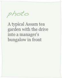 photo
A typical Assam tea garden with the drive into a manager’s bungalow in front